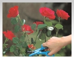 Благодаря четырем функциям - срезка, удержание, удаление шипов и раздавливание концов стеблей - обрезка роз становится еще проще.